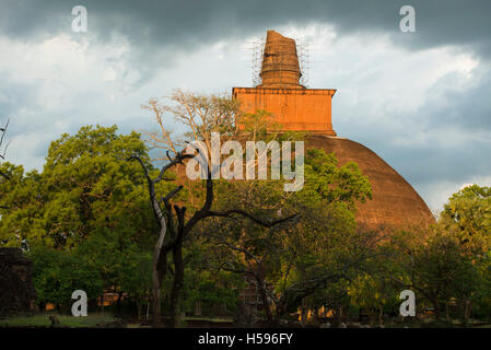 Jetavanaramaya, stupa situé dans les ruines de Jetavana dans le monde sacré du patrimoine de la ville d'Anuradhapura, Sri Lanka Banque D'Images