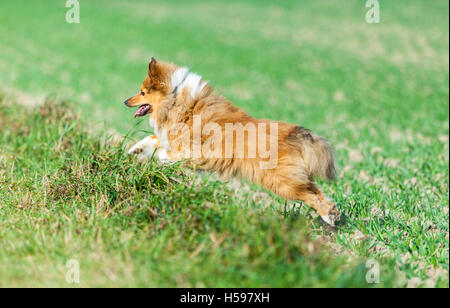 Shetland Sheepdog fonctionne sur un champ vert Banque D'Images