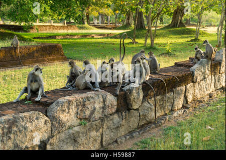 Langurs gris assis sur d'anciennes ruines, Semnopithecus priam, Anuradhapura, Sri Lanka Banque D'Images