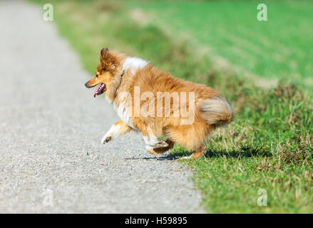 Shetland Sheepdog fonctionne sur un mode Banque D'Images