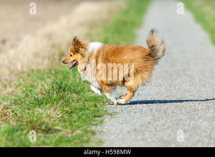 Shetland Sheepdog fonctionne sur un mode Banque D'Images