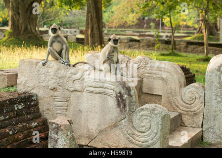 Langurs gris assis sur d'anciennes ruines, Semnopithecus priam, Anuradhapura, Sri Lanka Banque D'Images