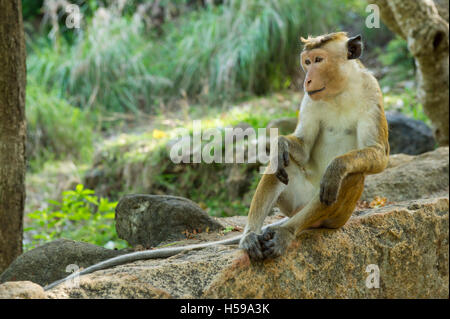 Toque macaque, Macaca sinica sinica, Mihintale, Sri Lanka Banque D'Images