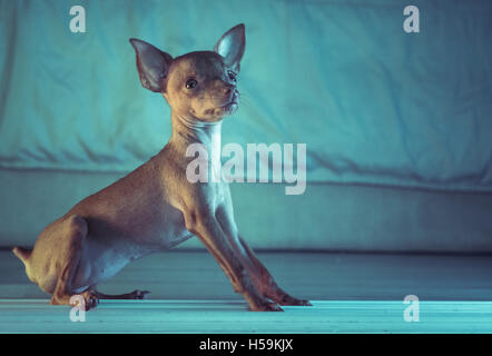 Gros plan du mignon chiot miniature pinscher gingembre couchés sur le plancher en bois Banque D'Images