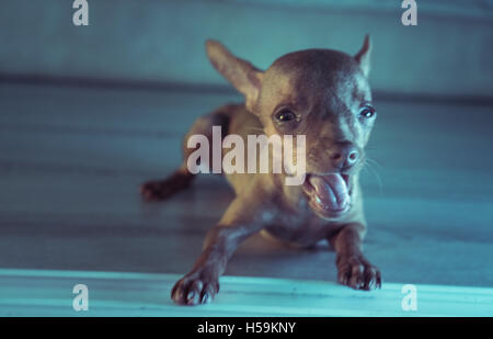 Gros plan du mignon chiot miniature pinscher gingembre couchés sur le plancher en bois Banque D'Images