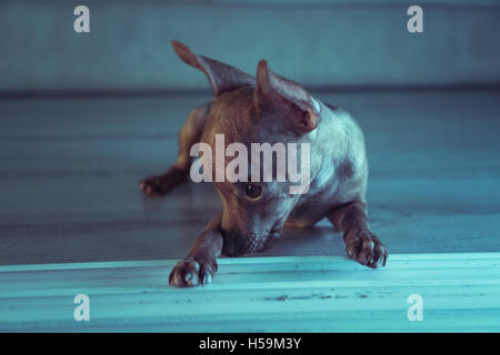 Gros plan du mignon chiot miniature pinscher gingembre couchés sur le plancher en bois Banque D'Images