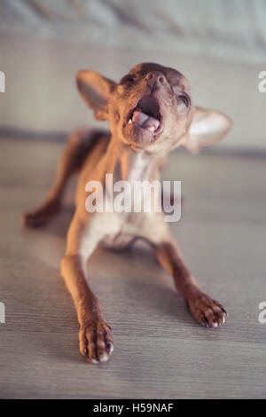 Gros plan du mignon chiot miniature pinscher gingembre couchés sur le plancher en bois Banque D'Images