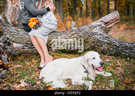 Portrait d'automne retriever groun-up blanc couché dans les feuilles jaunes couple aimant l'arrière-plan. Banque D'Images