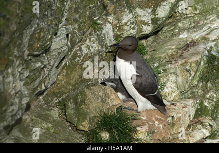 Guillemot-Uria adultes aalge avec chick au site de nidification. Uk Banque D'Images