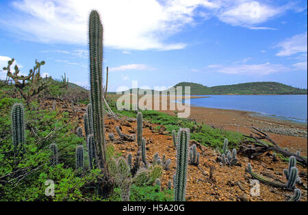 Cactus dans le Washington Slagbaai National Park, l'île de Bonaire, Antilles néerlandaises, Pays-Bas Antilles Banque D'Images