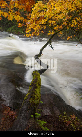 Chute d'eau et les arbres d'automne sur la rivière meule-Nanaimo, British Columbia, Canada. Banque D'Images