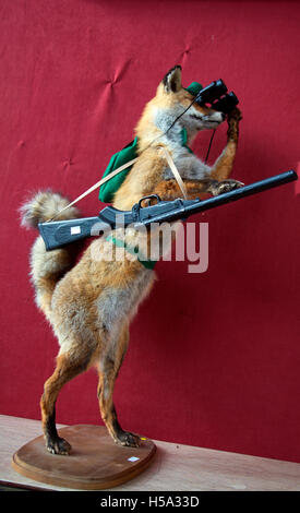 La taxidermie fox avec des jumelles et des armes à feu, tir hongrois va aux enchères à Mealys Castlecomer, Irlande, Banque D'Images