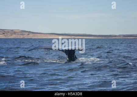 Une baleine franche australe, à la Péninsule de Valdès (près de Puerto Piramides), Argentine Banque D'Images