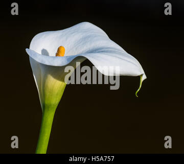 Zantedeschia aethiopica (connu sous le nom d'arum et de zantedeschia) est une espèce de la famille des Aracées, originaire d'Afrique du Sud Banque D'Images