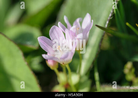 Anagallis tenella Bog Pimpernel Banque D'Images