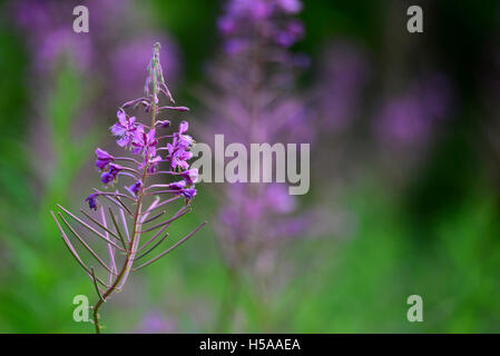 Rosebay willowherb. Banque D'Images