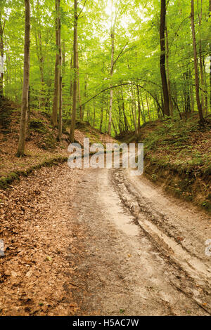Ravin en loess Roztocze, Pologne ou de sable route sinueuse dans la forêt Banque D'Images