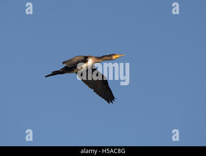 Cormorant, Phalacrocorax carbo, en vol ; le Lancashire, Royaume-Uni Banque D'Images