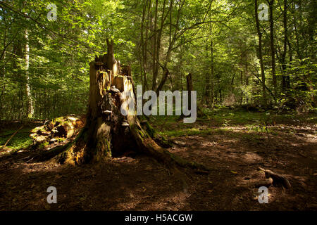 Moignon pourri d'arbre dans les forêts naturelles Banque D'Images