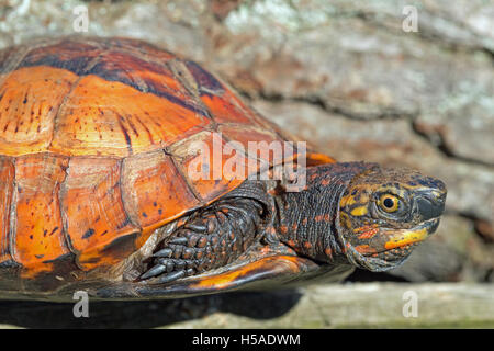 Fort Flowerback indochinois (Cuoro galbinifrons). Espèces en danger critique d'extinction. Banque D'Images