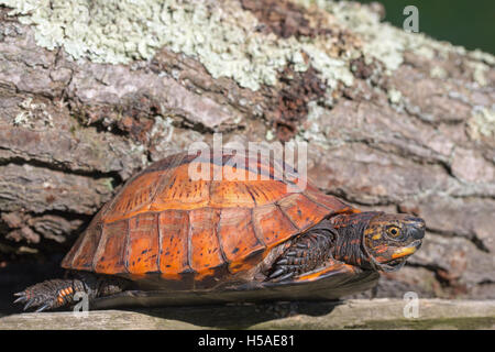 Fort Flowerback indochinois (Cuoro galbinifrons). Espèces en danger critique d'extinction. Banque D'Images