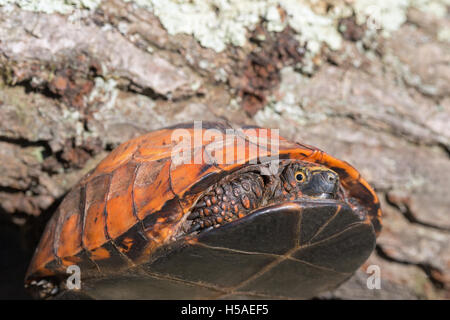 Fort Flowerback indochinois (Cuoro galbinifrons). Espèces en danger critique d'extinction. Banque D'Images