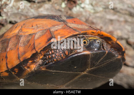 Fort Flowerback indochinois (Cuoro galbinifrons). Espèces en danger critique d'extinction. Banque D'Images