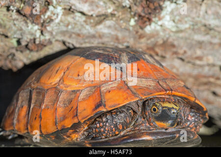 Fort Flowerback indochinois (Cuoro galbinifrons). Espèces en danger critique d'extinction. Banque D'Images
