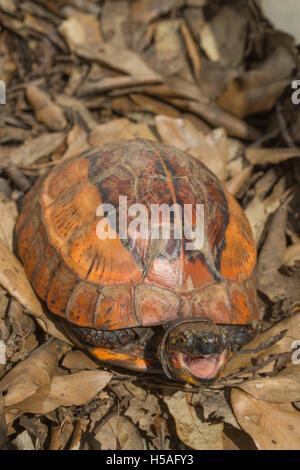 Fort Flowerback indochinois (Cuoro galbinifrons). Pour ouvrir la bouche. Espèces en danger critique d'extinction. Banque D'Images