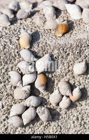 Winkle coquillages sur rock Banque D'Images