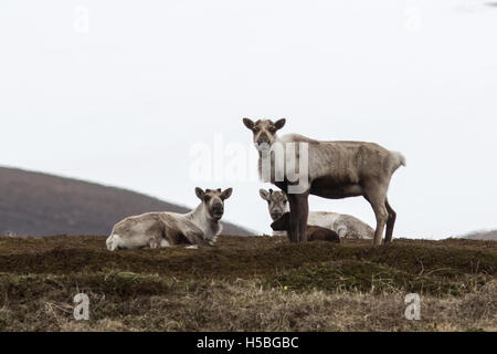 Le renne sauvage groupe sur la toundra au début du printemps sur un jour nuageux Banque D'Images