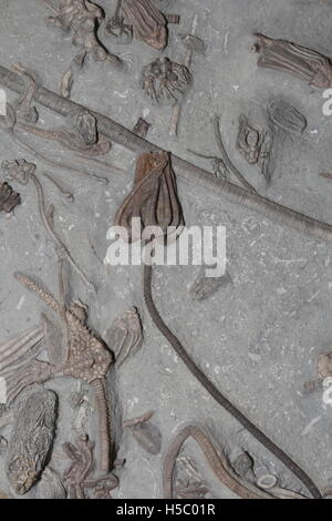Les Crinoïdes fossiles, 350 millions d'années à partir de la période carbonifère précoce, de l'Indiana Banque D'Images