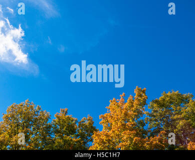 Couleur d'automne les arbres sous un fond de ciel bleu profond Banque D'Images