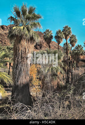 Indian Canyon Palms en Californie dans un paysage d'oasis ensoleillé dans le désert de Palm Springs. Banque D'Images