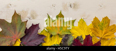 Panorama de l'automne les feuilles colorées en jaune, vert et brun sur une table en bois blanc Banque D'Images