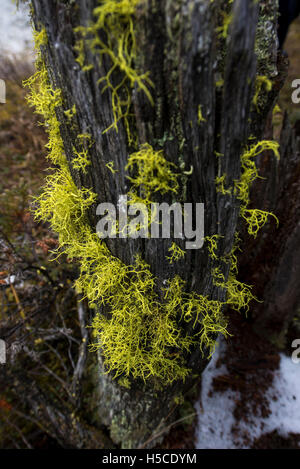 Lichen jaune sur une souche d'arbre en décomposition Banque D'Images