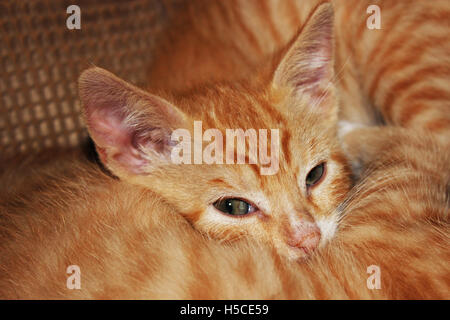 Chatons à rayures orange dormir les uns avec les autres Banque D'Images