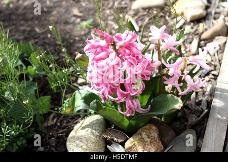 Jacinthe rose fleurs en pleine floraison Banque D'Images