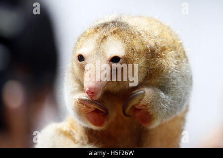 Lima. 19 Oct, 2016. Photo prise le 19 octobre 2016 montre un fourmilier soyeux au Zoo de Huachipa à Lima, Pérou. Le zoo a présenté trois espèces anteater mercredi. © Luis Camacho/Xinhua/Alamy Live News Banque D'Images