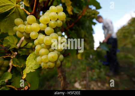 Hambledon Vineyard, Hampshire, Royaume-Uni. 19 octobre, 2016. Un ouvrier travaille dans les vignes à raisins chardonnay récolte l'Hambledon Vineyard dans le Hampshire, au Royaume-Uni Mercredi, 19 octobre 2016. Les vendanges vin anglais a commencé, les perspectives sont bonnes après une fin d'été, en août et septembre. La vigne à Hambledon, un des plus anciens du pays, a 75 000 vignes de plus de 20 hectares dans le parc national des South Downs. Credit : Luke MacGregor/Alamy Live News Banque D'Images