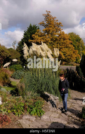 Brighton, Sussex, UK. 20 Oct, 2016. Beau Soleil d'automne météo à Preston Park Rock Gardens à Brighton Brighton aujourd'hui Crédit : Simon Dack/Alamy Live News Banque D'Images