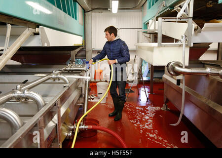 Le Hampshire, au Royaume-Uni. 19 octobre, 2016. Un stagiaire oenologue passe bas nettoie sous les réservoirs de la presse dans la cave à l'Hambledon Vineyard dans le Hampshire, au Royaume-Uni Mercredi, 19 octobre 2016. Les vendanges vin anglais a commencé, les perspectives sont bonnes après une fin d'été, en août et septembre. La vigne à Hambledon, un des plus anciens du pays, a 75 000 vignes de plus de 20 hectares dans le parc national des South Downs. Credit : Luke MacGregor/Alamy Live News Banque D'Images
