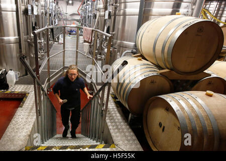 Le Hampshire, au Royaume-Uni. 19 octobre, 2016. Un stagiaire oenologue passe des fûts de chêne et cuves contenant du métal dans la cave à vin de distillation à l'Hambledon Vineyard dans le Hampshire, au Royaume-Uni Mercredi, 19 octobre 2016. Les vendanges vin anglais a commencé, les perspectives sont bonnes après une fin d'été, en août et septembre. La vigne à Hambledon, un des plus anciens du pays, a 75 000 vignes de plus de 20 hectares dans le parc national des South Downs. Credit : Luke MacGregor/Alamy Live News Banque D'Images