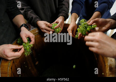 Le Hampshire, au Royaume-Uni. 19 octobre, 2016. Déposer les tiges de chardonnay récolté un lot de vin dans la cave à l'Hambledon Vineyard dans le Hampshire, au Royaume-Uni Mercredi, 19 octobre 2016. Les vendanges vin anglais a commencé, les perspectives sont bonnes après une fin d'été, en août et septembre. La vigne à Hambledon, un des plus anciens du pays, a 75 000 vignes de plus de 20 hectares dans le parc national des South Downs. Credit : Luke MacGregor/Alamy Live News Banque D'Images