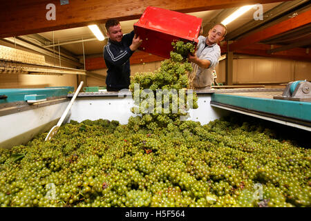 Le Hampshire, au Royaume-Uni. 19 octobre, 2016. Les contenants de pointe travailleurs chardonnay récoltés dans la presse dans la cave à l'Hambledon Vineyard dans le Hampshire, au Royaume-Uni Mercredi, 19 octobre 2016. Les vendanges vin anglais a commencé, les perspectives sont bonnes après une fin d'été, en août et septembre. La vigne à Hambledon, un des plus anciens du pays, a 75 000 vignes de plus de 20 hectares dans le parc national des South Downs. Credit : Luke MacGregor/Alamy Live News Banque D'Images