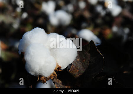 Le Xinjiang, Xinjiang, Chine. 16 Oct, 2016. Le Xinjiang, Chine-Octobre 13 2016 : (usage éditorial uniquement. Chine OUT) Photo prise le 13 octobre, 2016 coton montre avec la rosée du matin dans le nord-ouest de la Chine, région autonome du Xinjiang. Environ 400 000 villageois de Henan, Sichuan, Gansu et Shaanxi en troupeau au Xinjiang pour la cueillette du coton de septembre à novembre de chaque année. Selon les statistiques officielles, en 2015, 5,605 millions de tonne de Xinjiang coton produit au total, représentant 62,5 pour cent du pays.Généralement chaque travailleur de la cueillette du coton picks 100 à 200 kilo de coton, ce qui signifie que e Banque D'Images