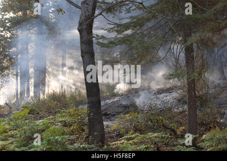 Nov 27, 2005 ; Yosemite, CA, USA ; "prescrit" ou "brûlage dirigé" est une partie de la gestion des forêts. Le feu est un élément naturel de l'écologie forestière et contrôlé le feu est un outil utile pour les forestiers. Combustion contrôlée stimule la germination de certains arbres forestiers hautement souhaitable, renouvelant ainsi la forêt. Certaines graines, tels que sequoia, restent en dormance jusqu'à ce que l'incendie se décompose l'enrobage des semences. Une autre considération est en fait la lutte contre les incendies. En Floride, au cours de la sécheresse en 1998, incendies catastrophiques ont brûlé un certain nombre de foyers. Mais les gestionnaires forestiers remarque que le vrai problème était que les bur Banque D'Images