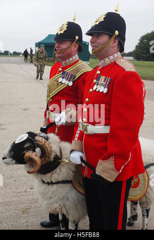 Salisbury, Wiltshire, Royaume-Uni. 20 octobre, 2016. Le Régiment Mercie moutons Swaledale mascot et parti d'escorte. "Derby" Lcpl les moutons a récemment été promu du grade de secteur en récompense de sa bonne conduite, en particulier lorsqu'ils représentent le régiment sur le défilé. Derby est la 29e Lcpl Derby ram depuis le mascotÕs introduction en 1858. L'Armée reconnaît en tant que soldat Derby Lcpl et il possède même son propre numéro de matricule et la documentation. Il est payé £3,75 par jour. Credit : Dorset Media Service/Alamy Live News Banque D'Images