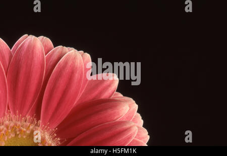 GROS PLAN IMAGE STUDIO DES PÉTALES D'UNE GERBERA ROSE (GERBERA JAMESONII) SUR FOND NOIR. Banque D'Images