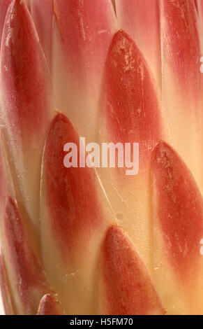 DETAIL SHOT OF A KING Protea Flower Banque D'Images